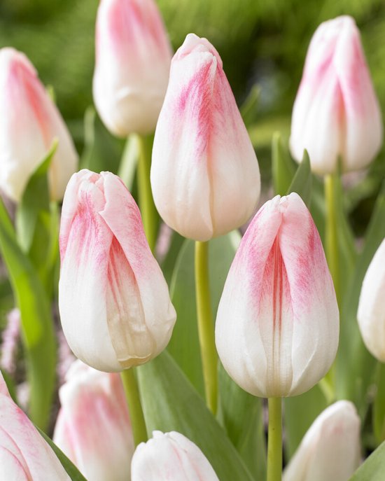 Sitemapcdatahttpwen2windecoocomtable Tulipe Ikeanull