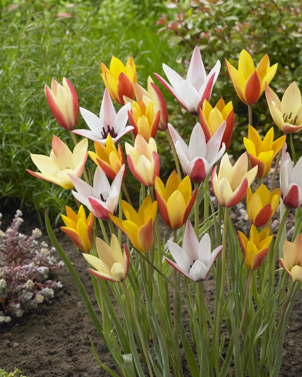 Tulp Clusiana Mix | 10 stuks | Tulpenbollen