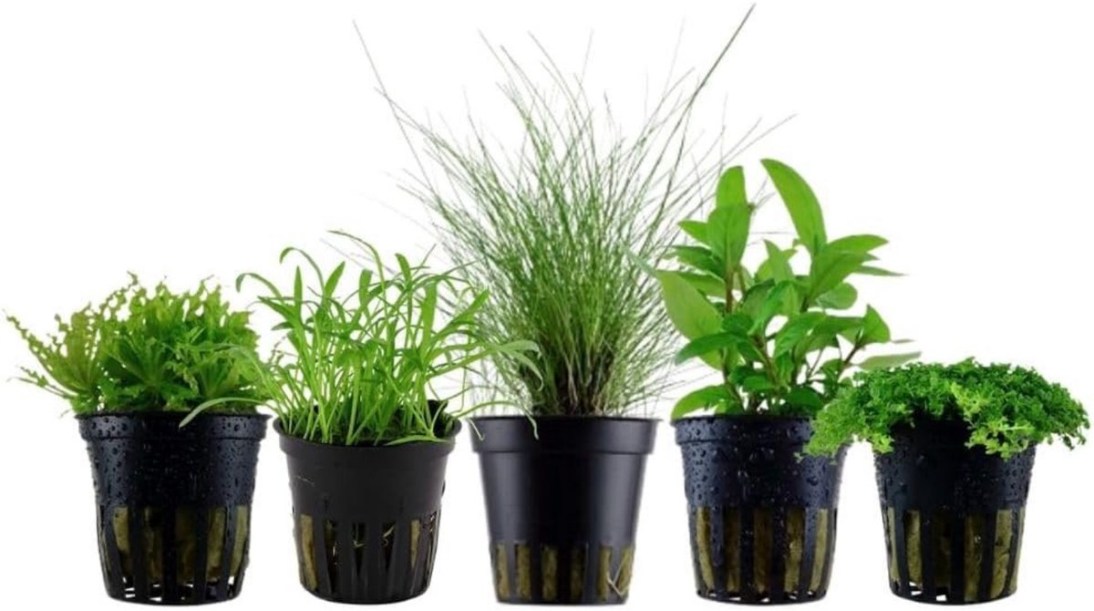 AquaOne Aquariumplanten I 5X Waterplanten I Vooraanstaande aquariumplanten I Eleocharis Lilaeopsis Helanthium Pogostemon I Set met 5 vooraanstaande planten