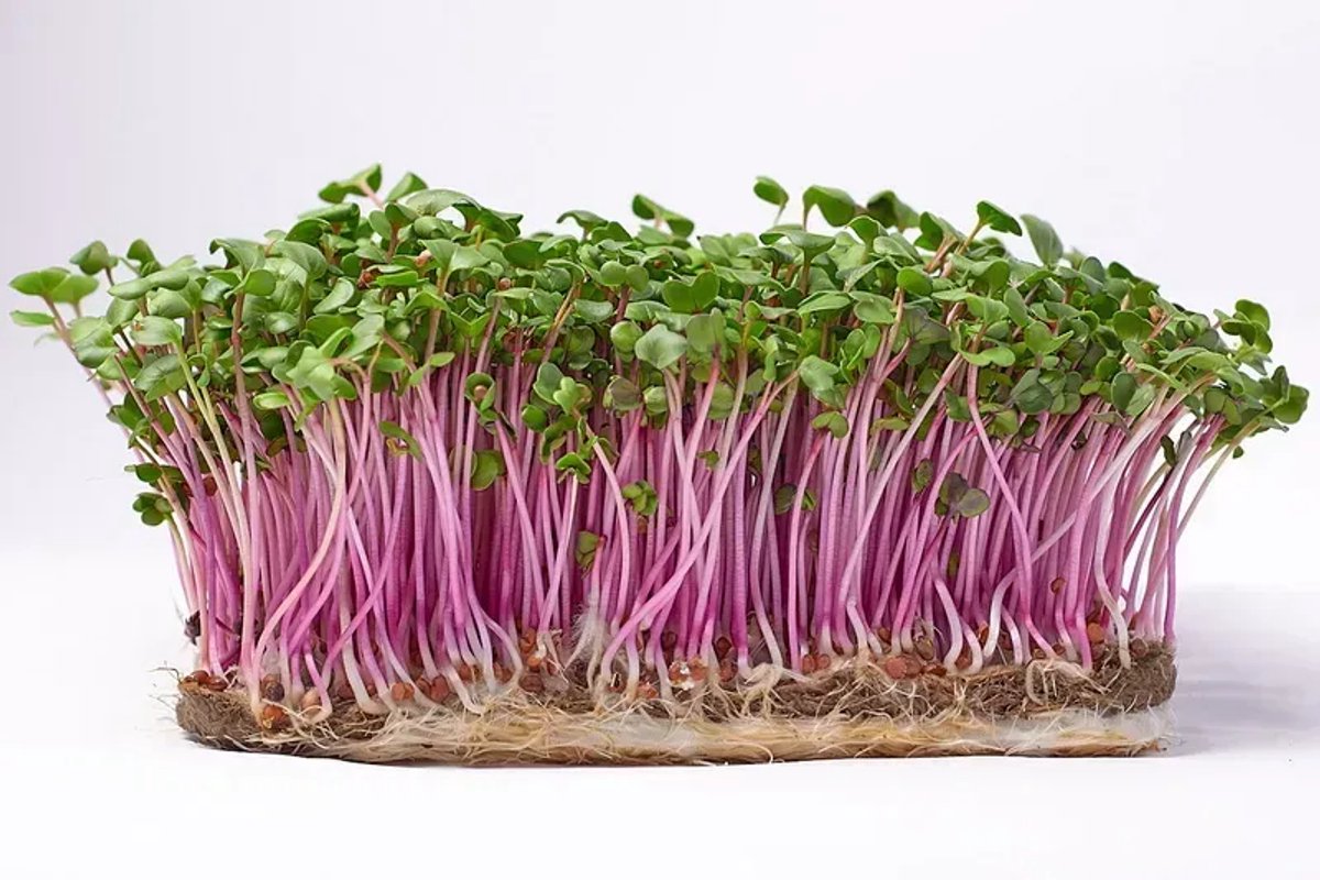 Microgreens Seeds 250 gr - China Rose Radijs Microgroenten Zaden 250 gr Green Chief