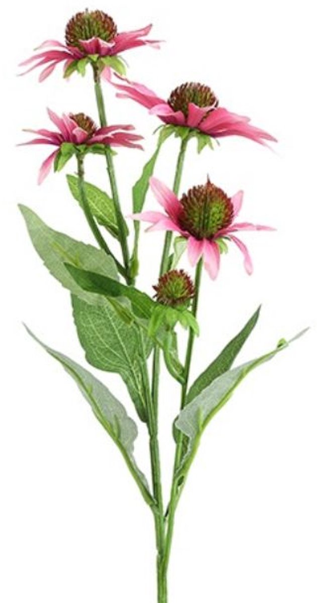 Countryfield Echinacea Roze