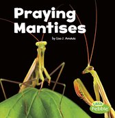 Little Critters - Praying Mantises
