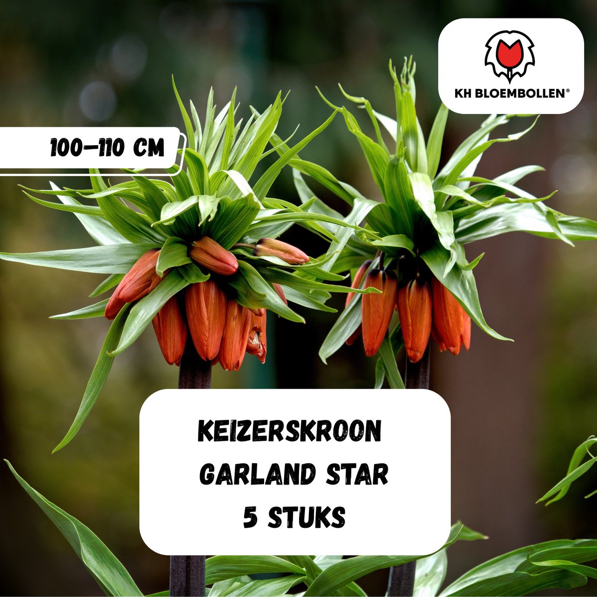 Keizerskroon Bloembollen – Fritillaria ‘Garland Star’ – Oranje/Rood – 5 Stuks – kH Bloembollen®