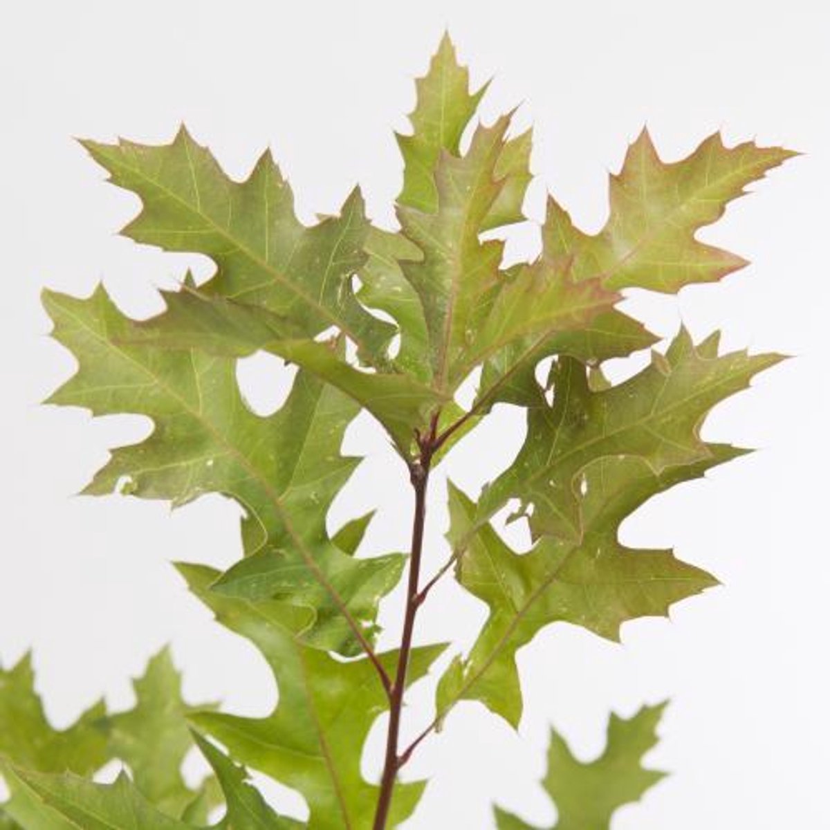 25x Sg quercus palu(v) rood 70cm