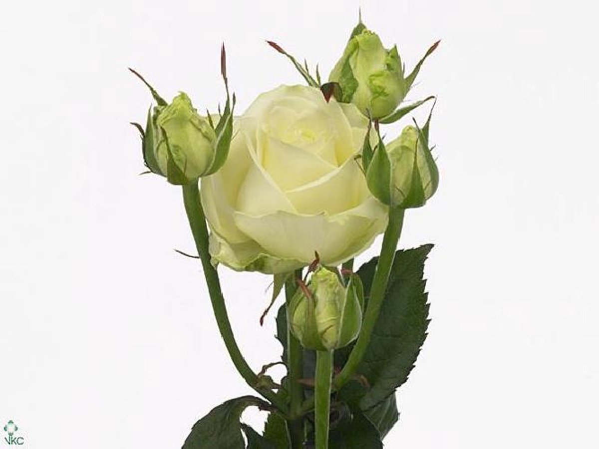 10x Rosa - wit 40cm