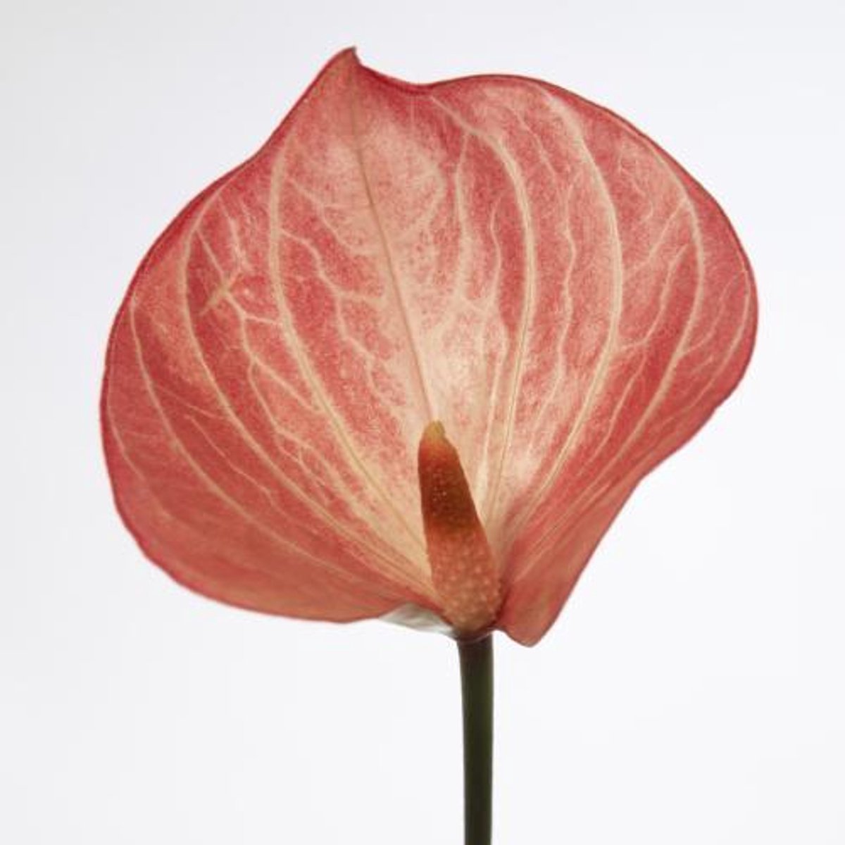 20x Anthurium caldonia