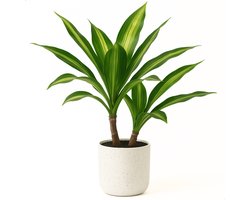 Boncy® Premium Kunstplant in pot - 40 cm Tropische Dracaena Lemon Lime - Kunst plant - Nep planten voor Binnen en Buiten - Kamer Decoratie - Nepplanten Kunstplanten Boompje - Kunstbloemen