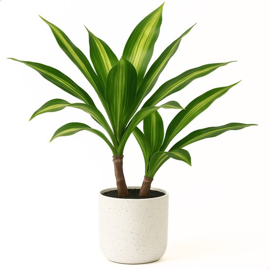 Kunstplant Dracaena Lemon Lime in witte pot, witte achtergrond.