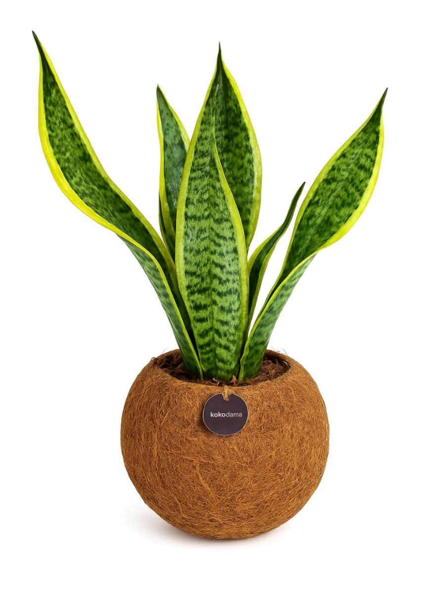 Kokodama - Sansevieria Laurentii - Kamerplant - Vrouwentong - Vetplant - Luchtzuiverend - Kokosvezel pot - 100 % Plasticvrij - 25 cm hoog