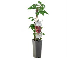 Rubus phoenicolasius Japanse Wijnbes - zoetzure framboosachtige vrucht