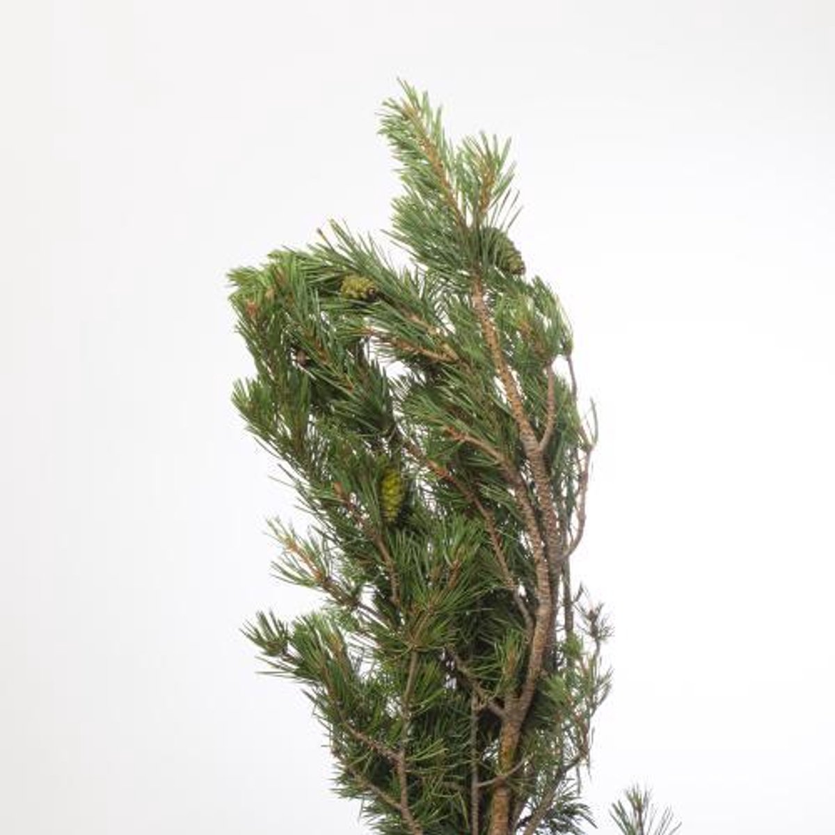 5x Ko pinus mugo 60cm