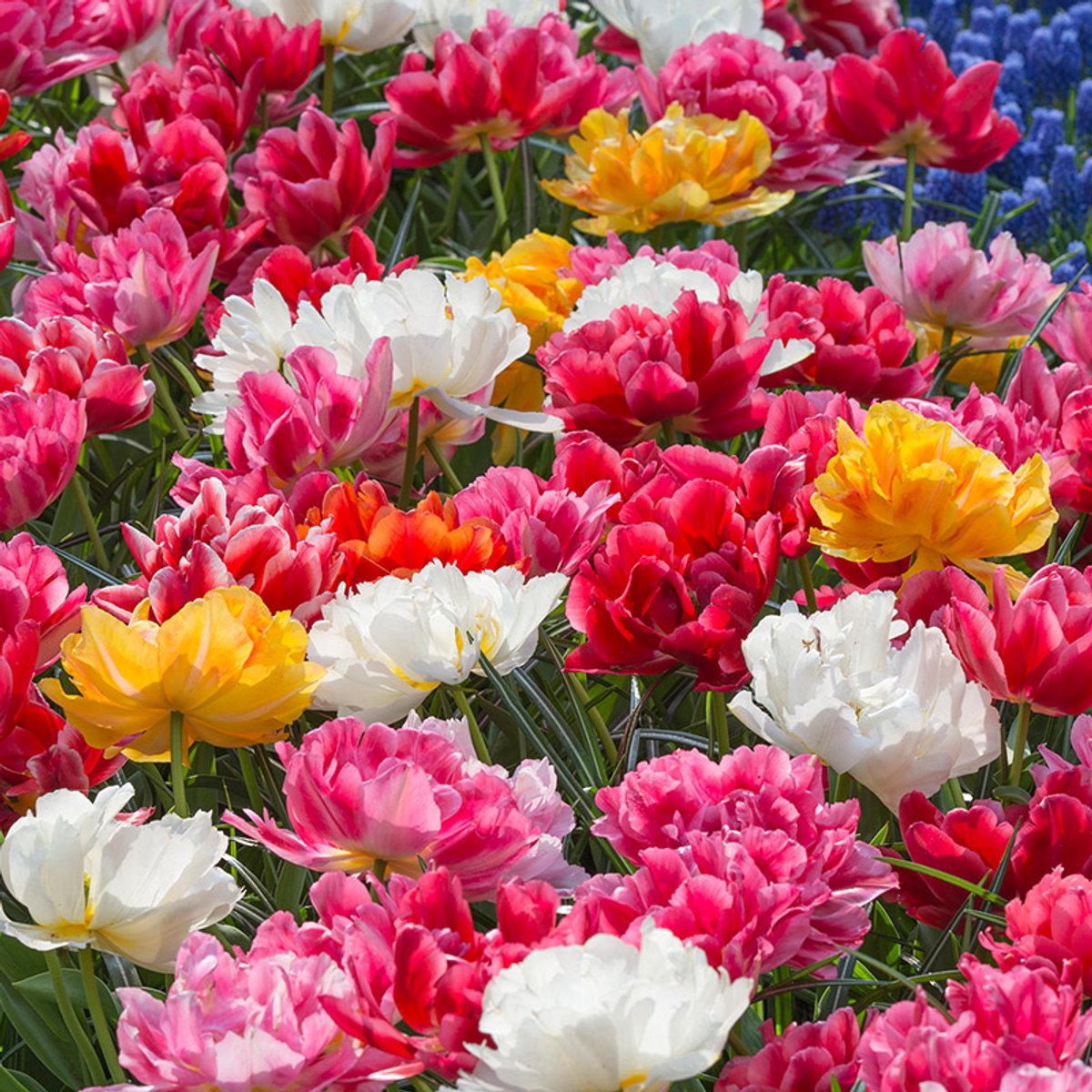 Bloembollen Mix Murillo Tulpen | 150 stuks | Darwinhybride | Voordeelverpakking