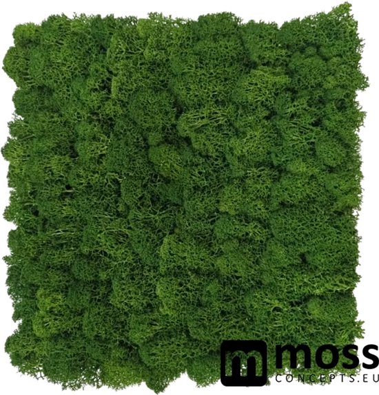 Concepts MOSS Panneau mural en mousse mousse de renne vert mousse