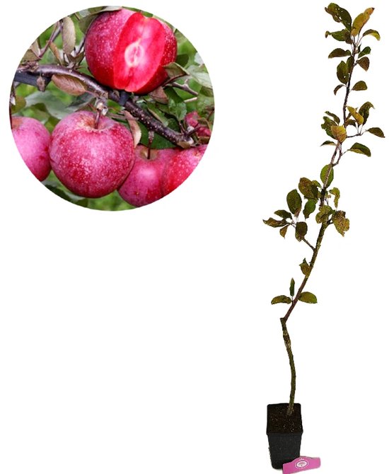 Mini Rood Appel Boomkwekerij Schramas Baya Marisa Appel - Rood vruchtvlees - 1,5 liter ...