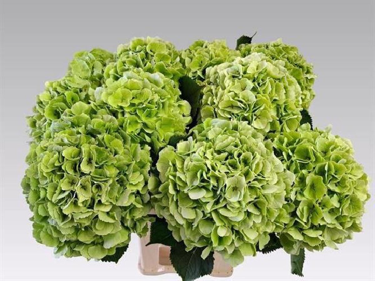5x Hydr.white verena classic 60cm