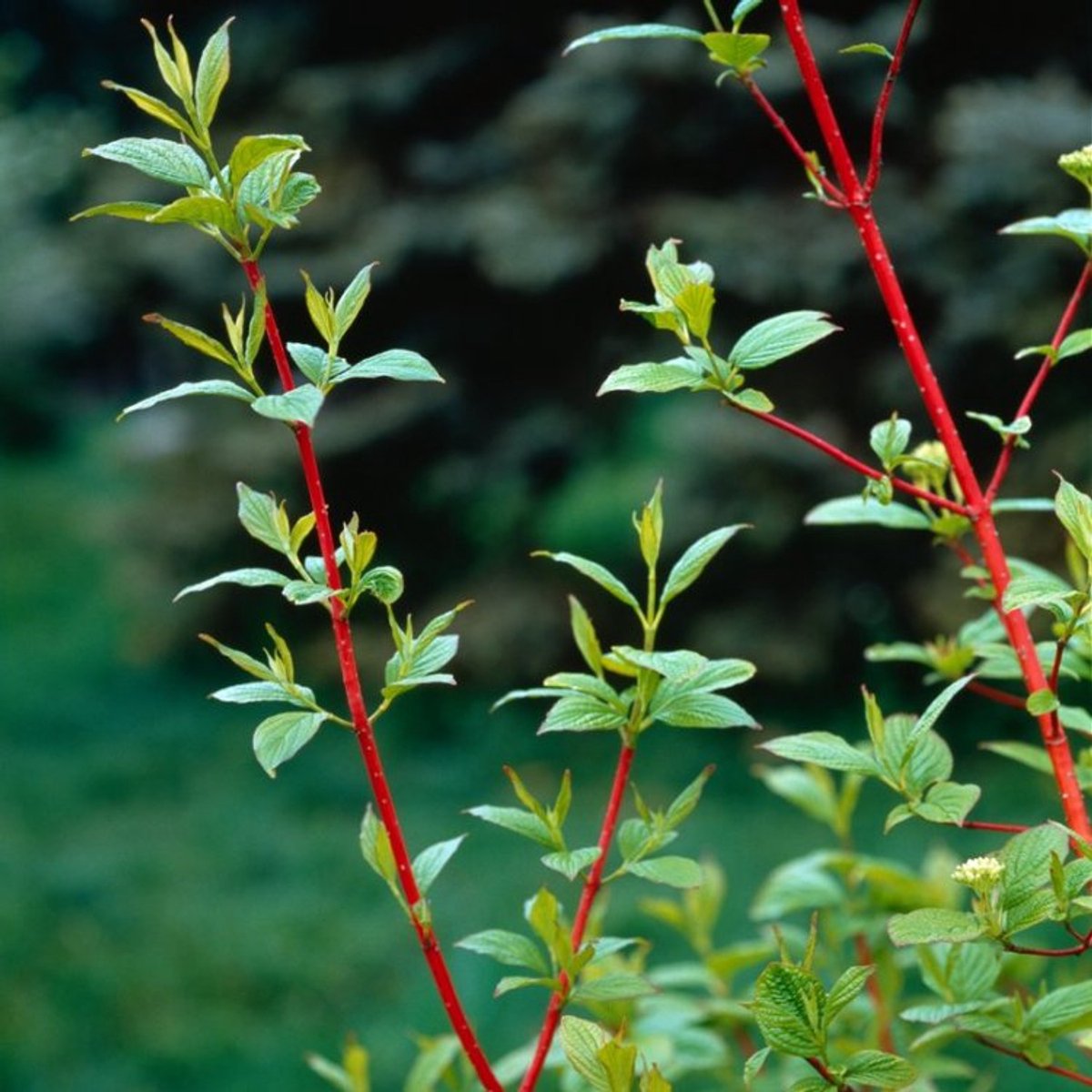 Cornus alba 'Sibirica' C5 50-60 cm - Bladverliezend - Bloeiende plant - Groeit breed uit - Informele haag