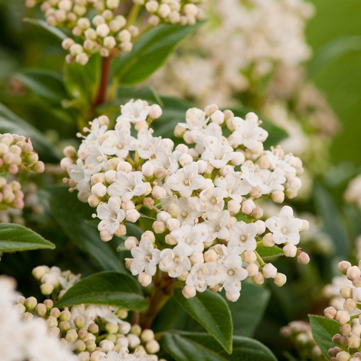 Viburnum tinus C5 30-40 cm - Bloeiende plant - Compacte groei - Vruchtdragend - Wintergroen