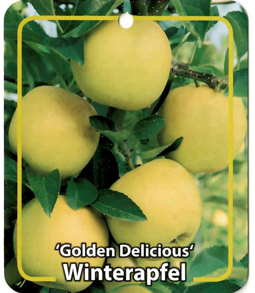 Oosterik home - Malus Domestica Golden Delicious