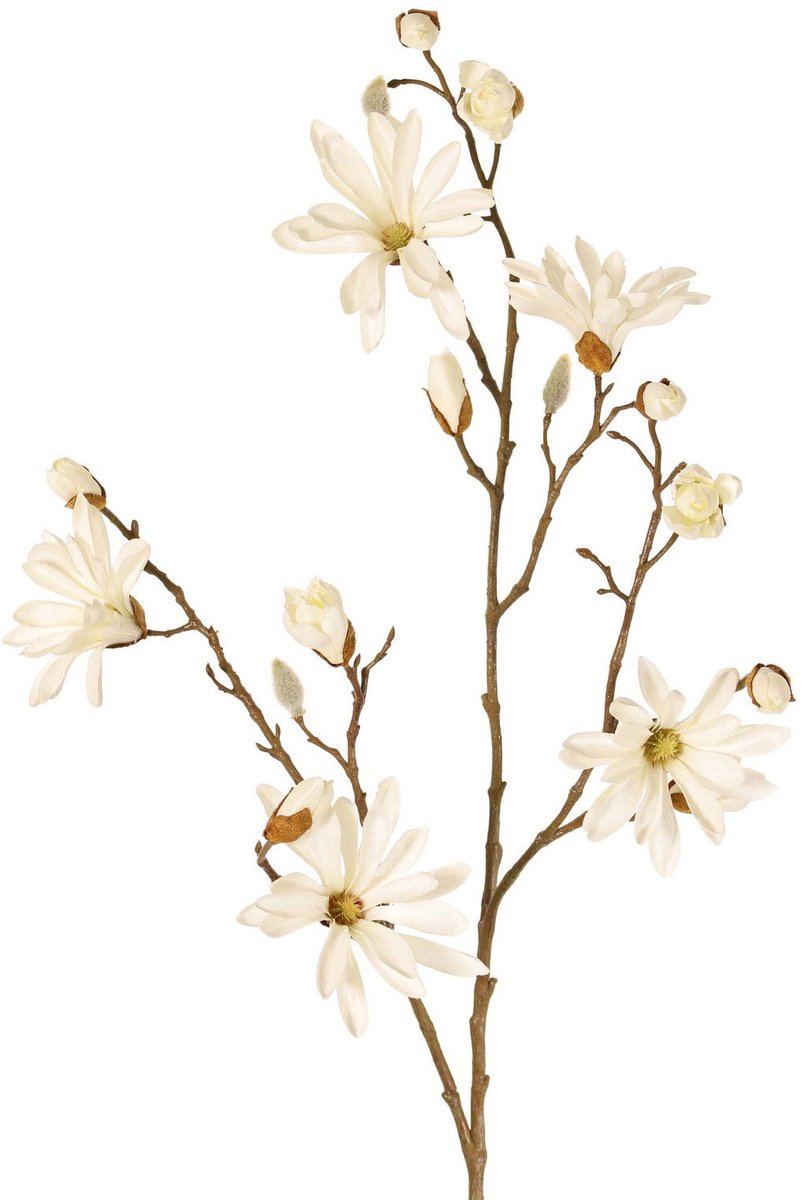 Top art - Japanse magnolia 104 cm