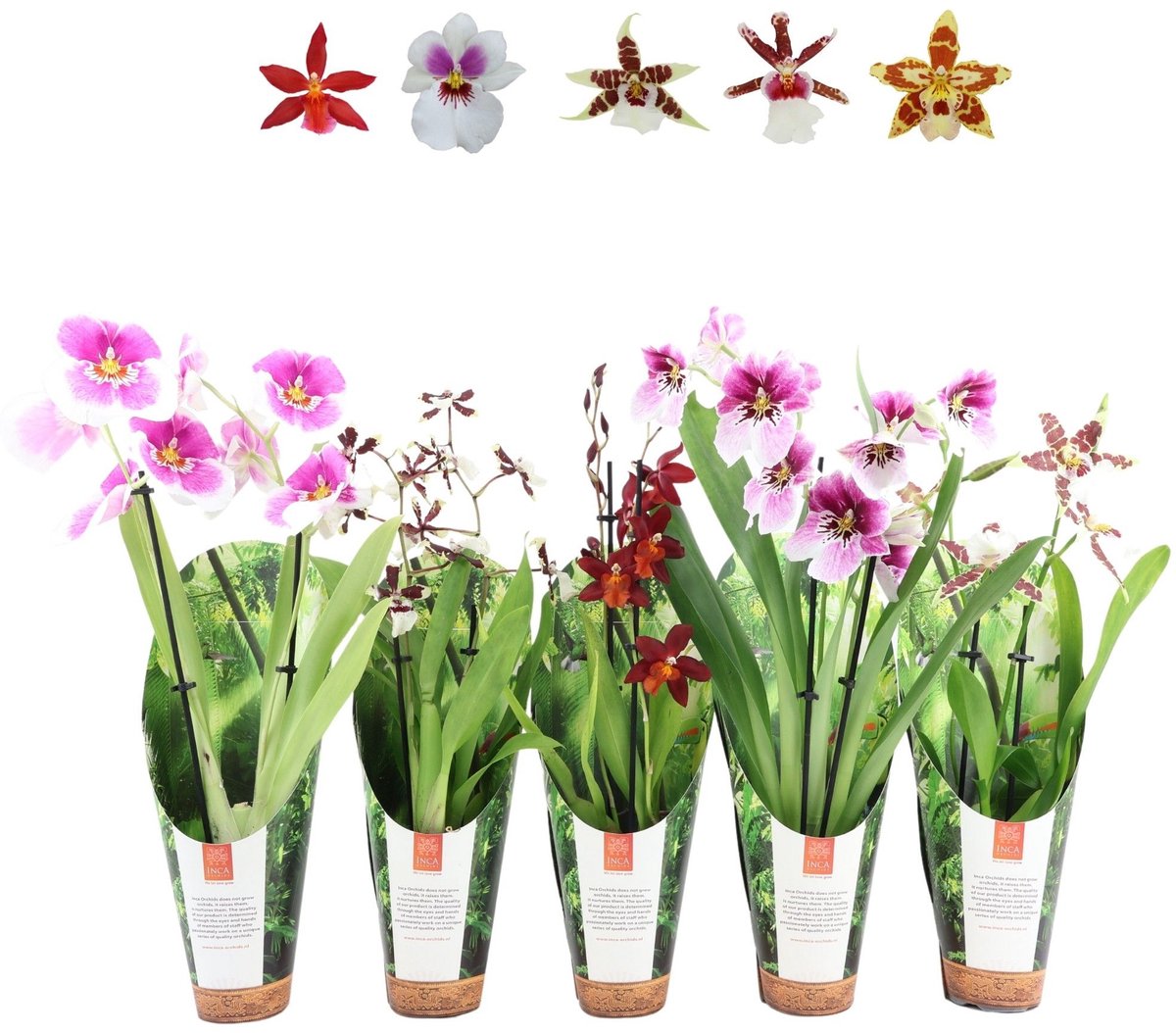 JUNAVERA Orchideeën Mix Per Stuk | In 9 cm pot