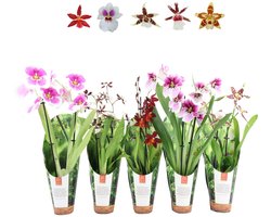JUNAVERA Orchideeën Mix Per Stuk | In 9 cm pot