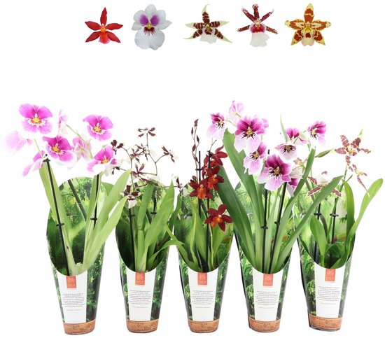 Orchideeën Mix Per Stuk | In 9 cm pot