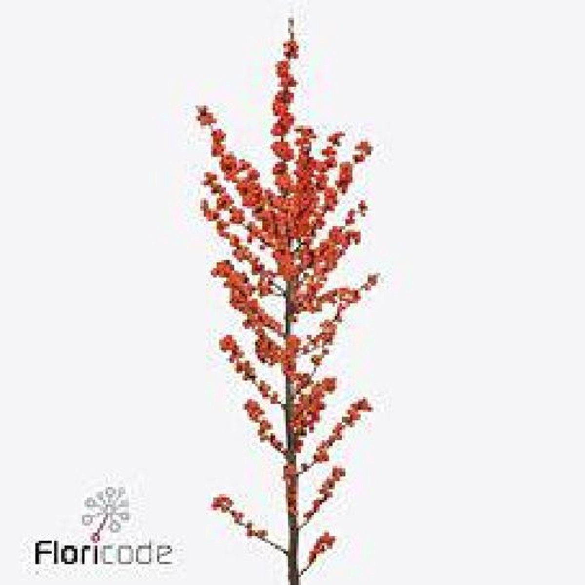 5x Ilex magical daydream 80cm
