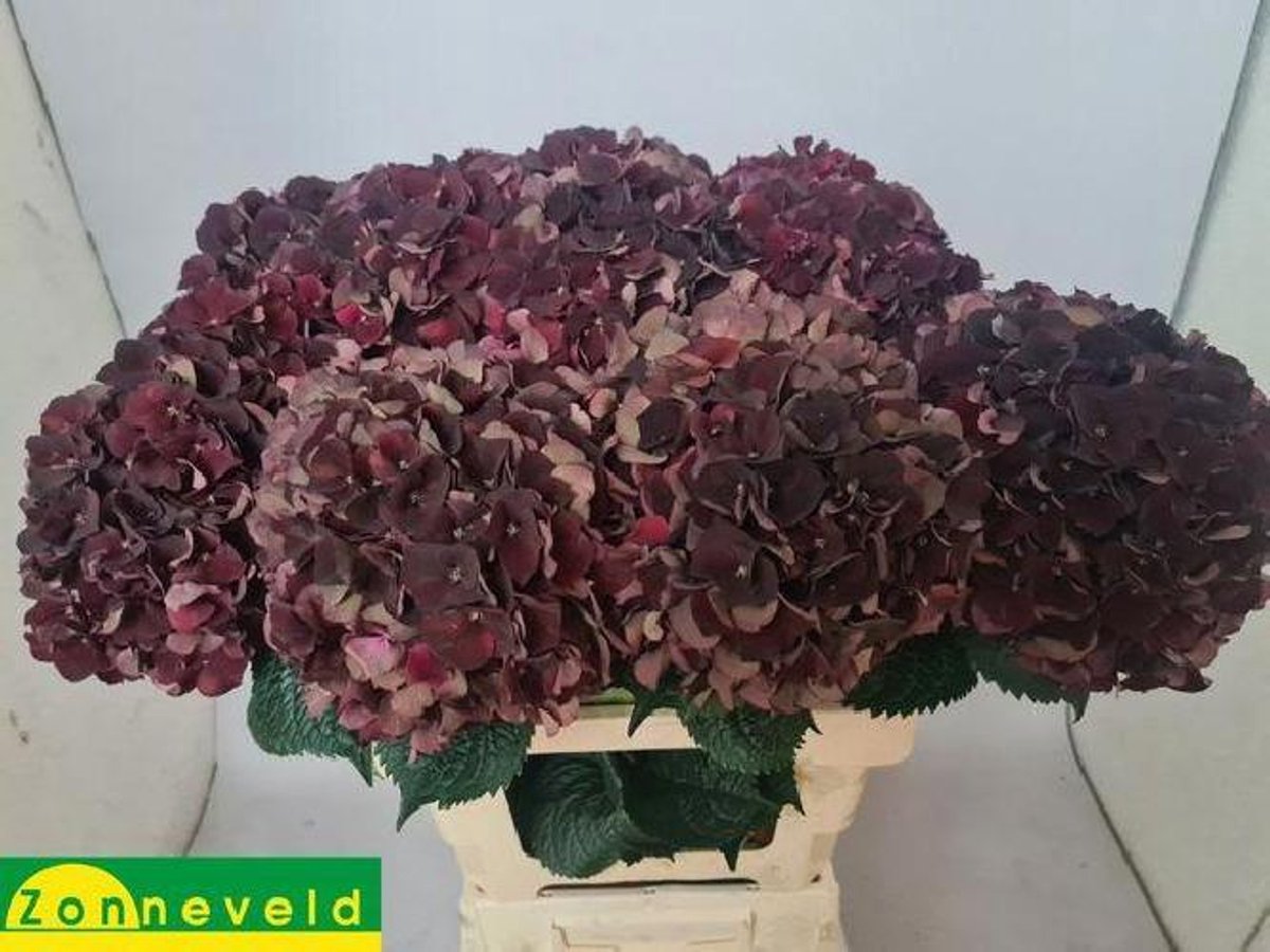 10x Hydr.mag.dark ruby classic 60cm