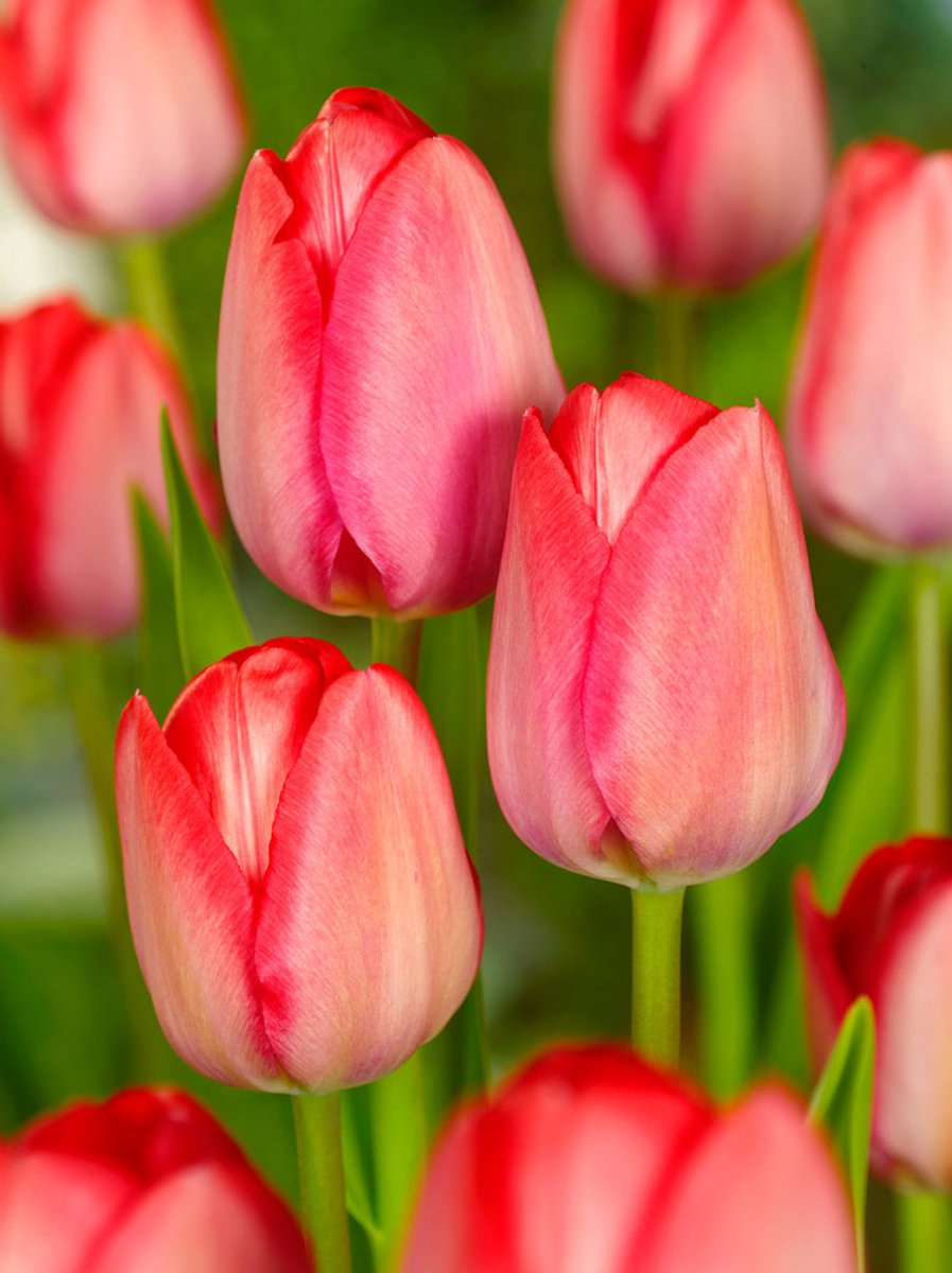 25x Tulpen 'Van eijk' - BULBi® Bloembollen met bloeigarantie