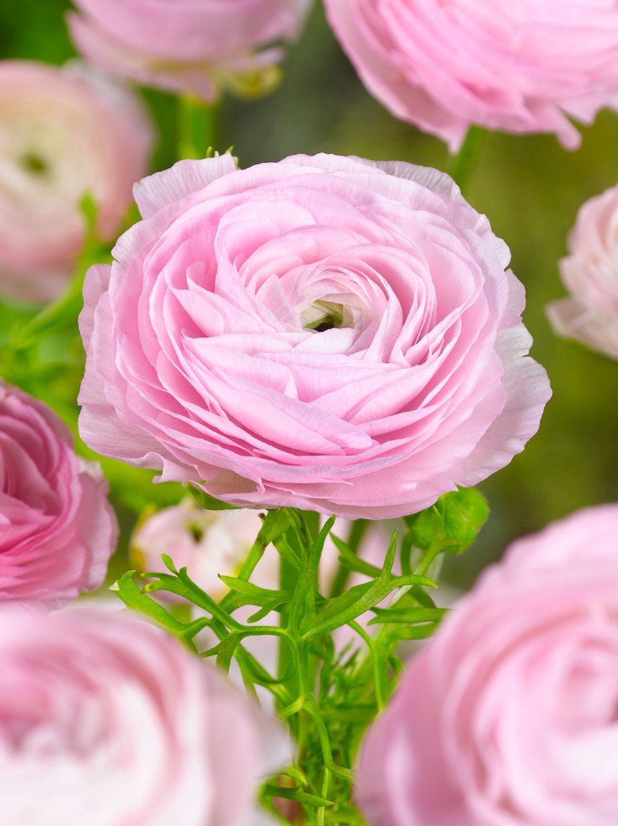 25x Ranonkel 'Ranunculus pink' - BULBi® Bloembollen met bloeigarantie