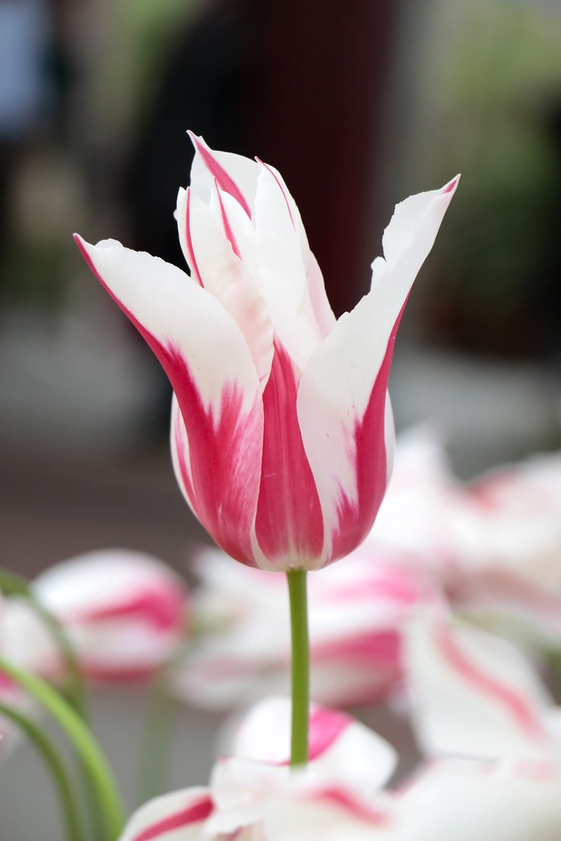 15x Tulpen 'Marilyn' - BULBi® Bloembollen met bloeigarantie