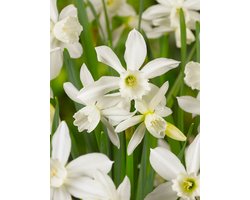 15x Narcissen 'Thalia' - BULBi® Bloembollen met bloeigarantie