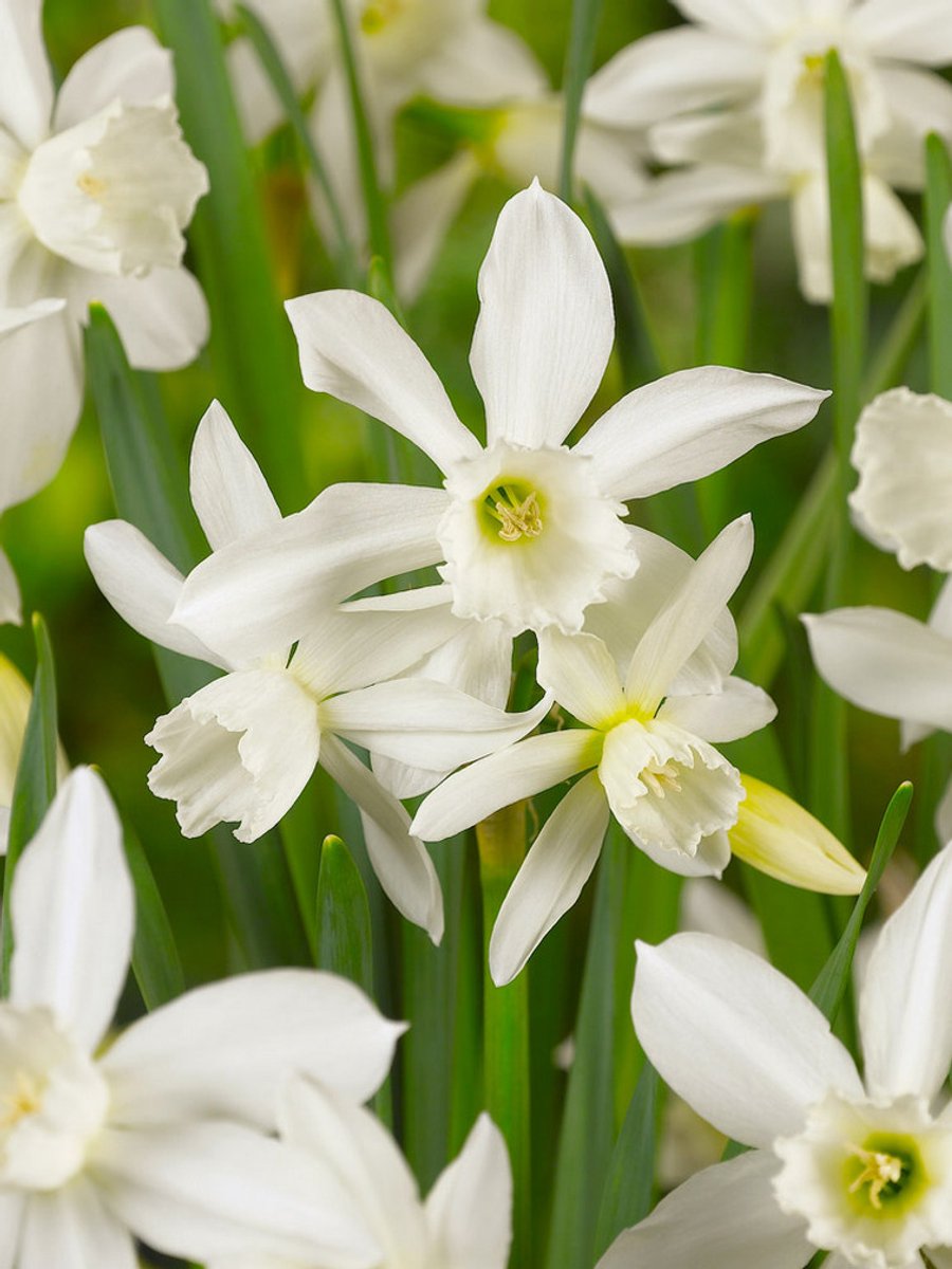 15x Narcissen 'Thalia' - BULBi® Bloembollen met bloeigarantie