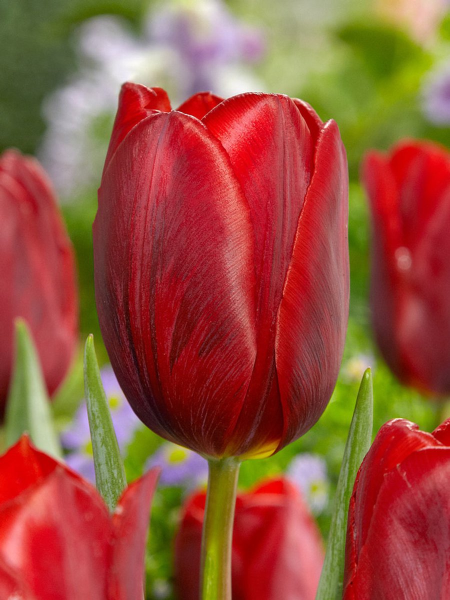 25x Tulpen 'Couleur cardinal' - BULBi® Bloembollen met bloeigarantie