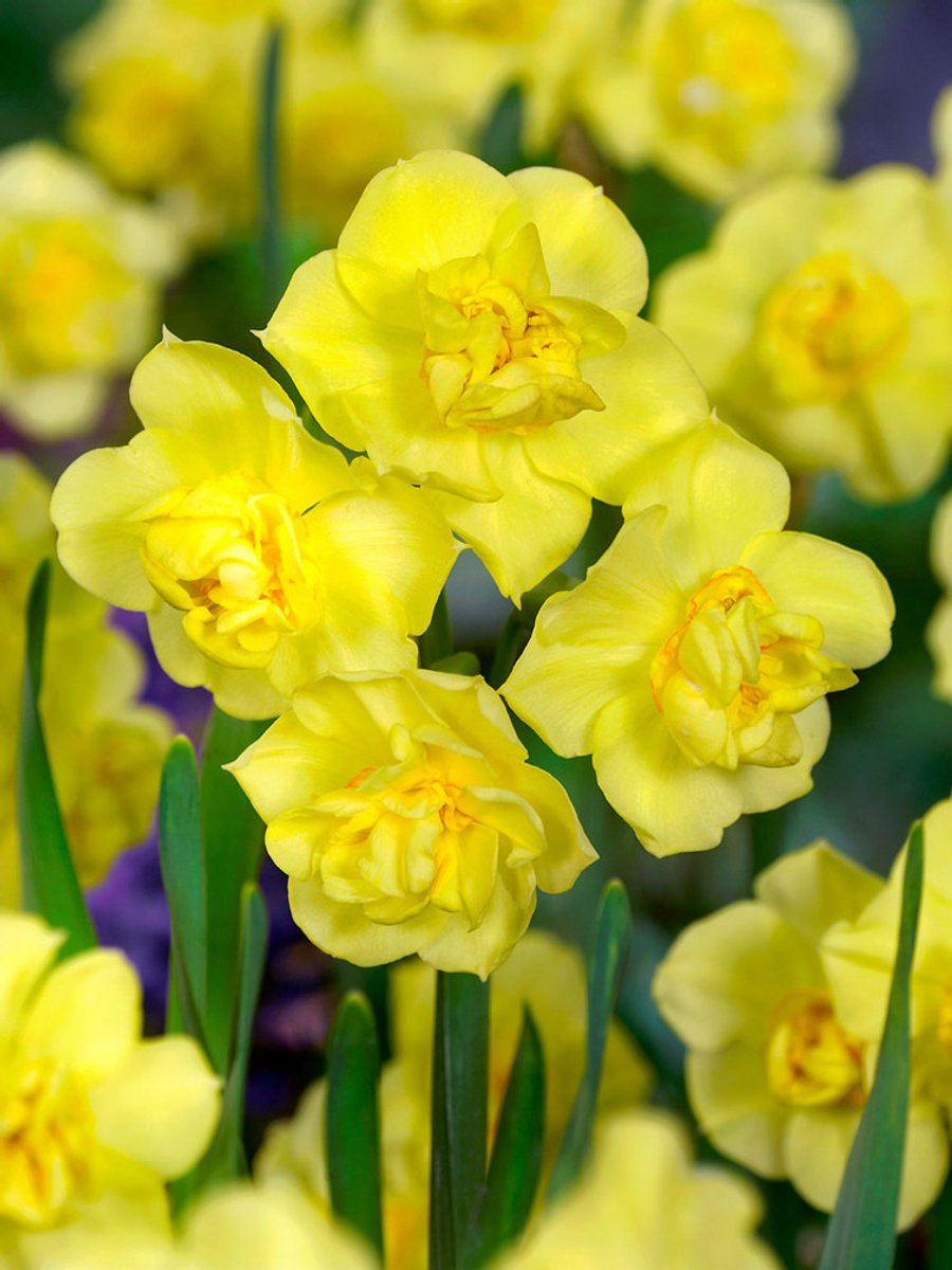15x Narcissen 'Yellow cheerfulness' - BULBi® Bloembollen met bloeigarantie