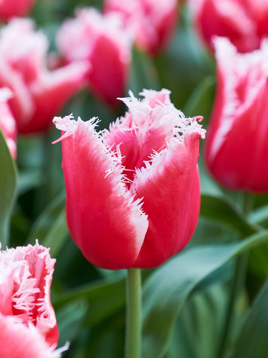 20x Tulpen 'New santa' - BULBi® Bloembollen met bloeigarantie
