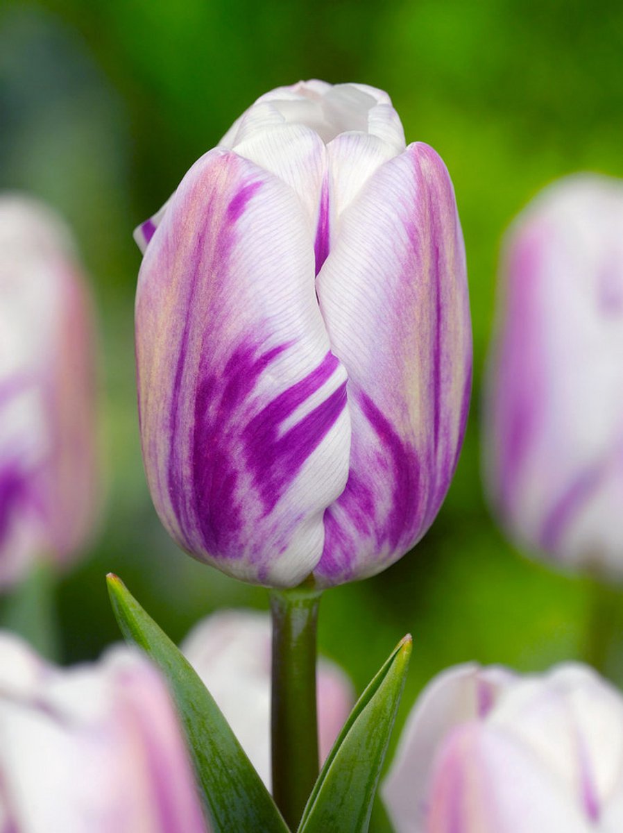 20x Tulpen 'Flaming flag' - BULBi® Bloembollen met bloeigarantie