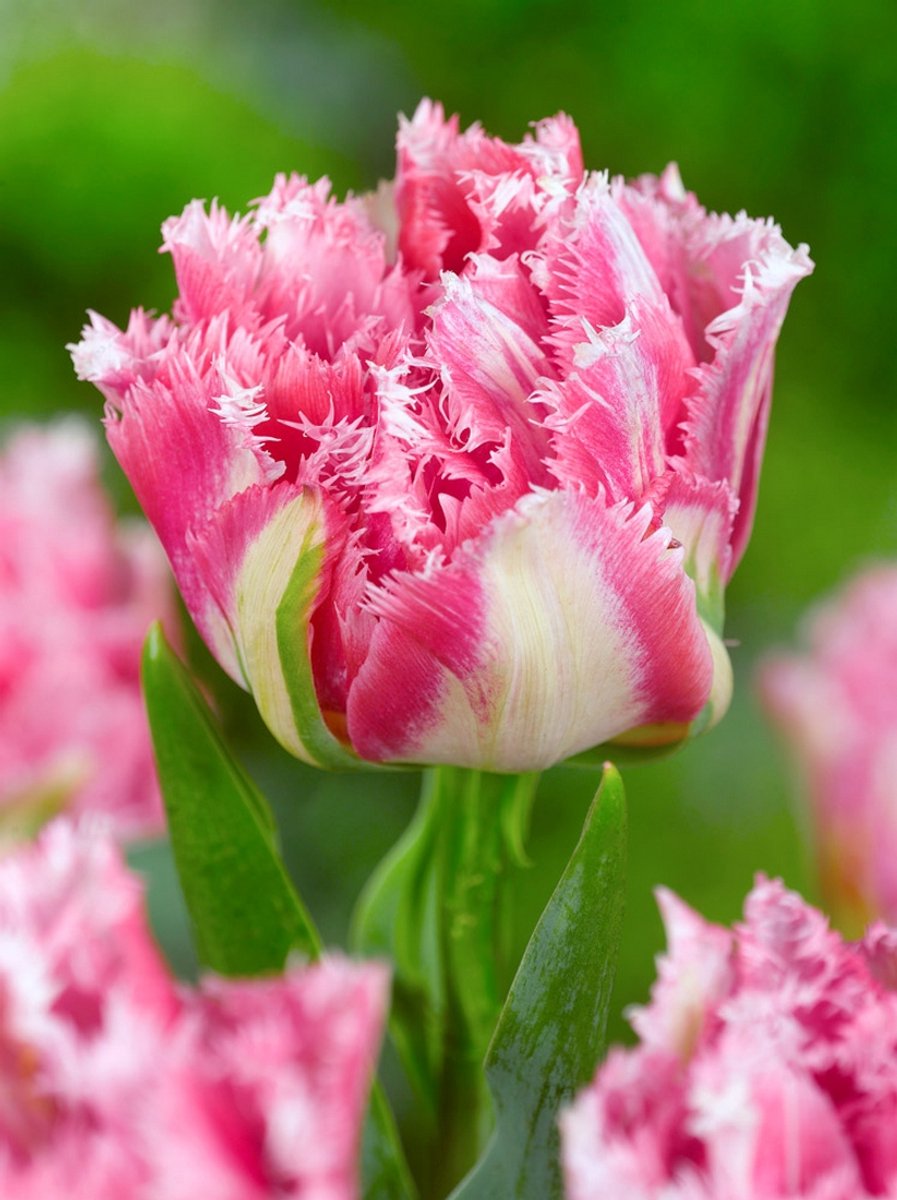 12x Tulpen 'Crispion sweet' - BULBi® Bloembollen met bloeigarantie