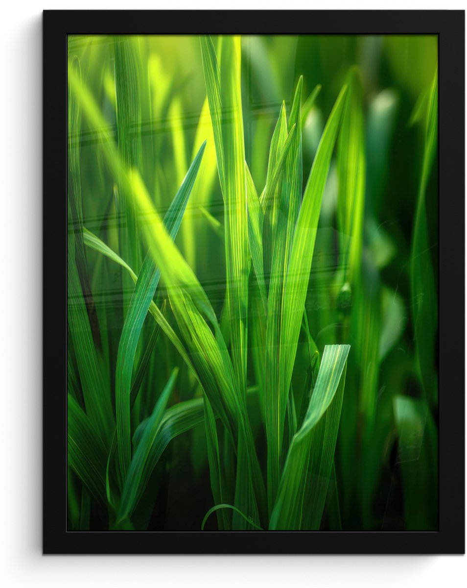 FrameYourWall Poster in lijst - Fotolijst 30x40 cm - Posters - Grassprieten - Lichtinval - Groen - Posterlijst zwart - Decoratie - Wanddecoratie woonkamer - Muurdecoratie slaapkamer