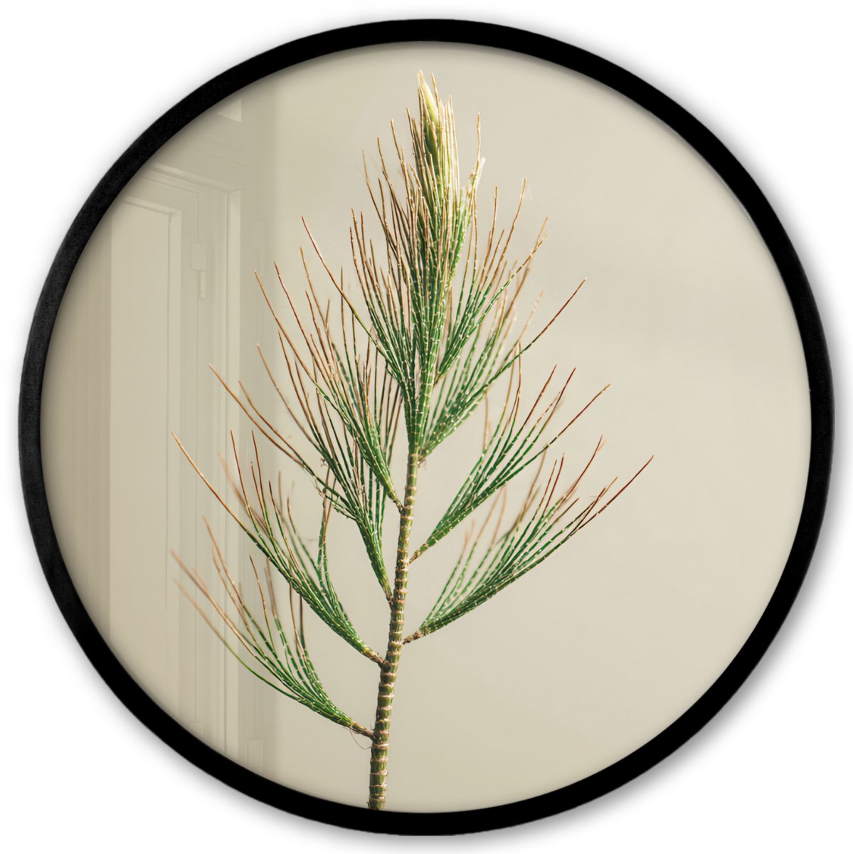FrameYourWall Poster in lijst Rond - Fotolijst 40x40 cm - Posters - Dennentak - Naaldvormige bladeren - Lichtgroen - Ronde posterlijst zwart - Decoratie - Wanddecoratie woonkamer - Muurdecoratie slaapkamer