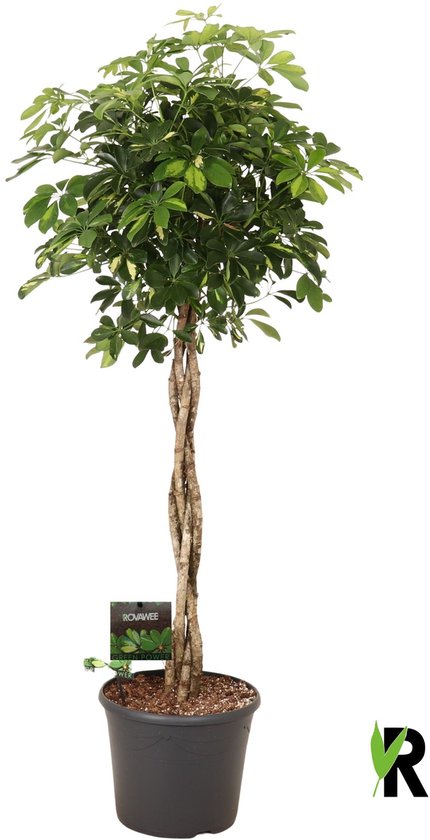 Schefflera Arboricola Gold Capella gevlochten stam 170 cm – Kamerplant – Vers Van De Kweker – Potmaat Ø35 cm