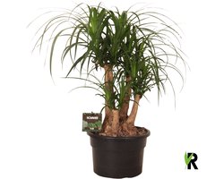 Beaucarnea Recurvata vertakt 60 cm – Kamerplant – Vers Van De Kweker – Olifantspoot – Potmaat Ø23 cm