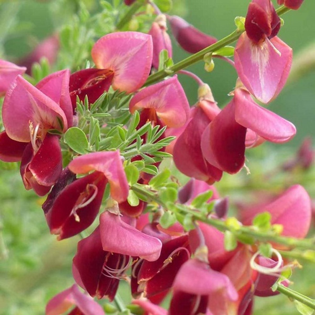2 x Cytisus 'Boskoop Ruby' - Brem | Rood - Meerjarig en Winterhard | 2 Tuinplanten - 1,5 liter pot