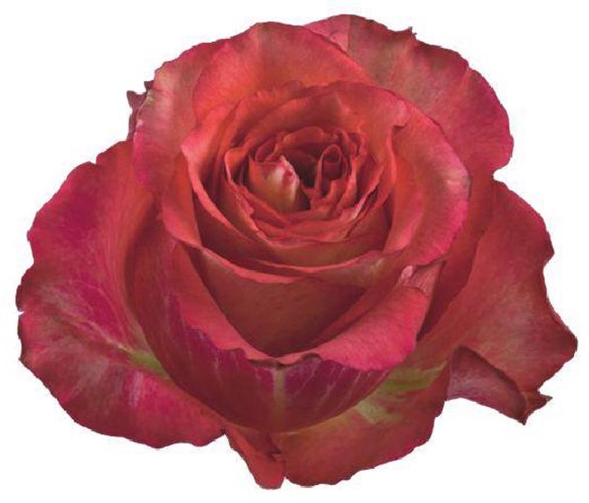 25x Rosa iguazu 60cm