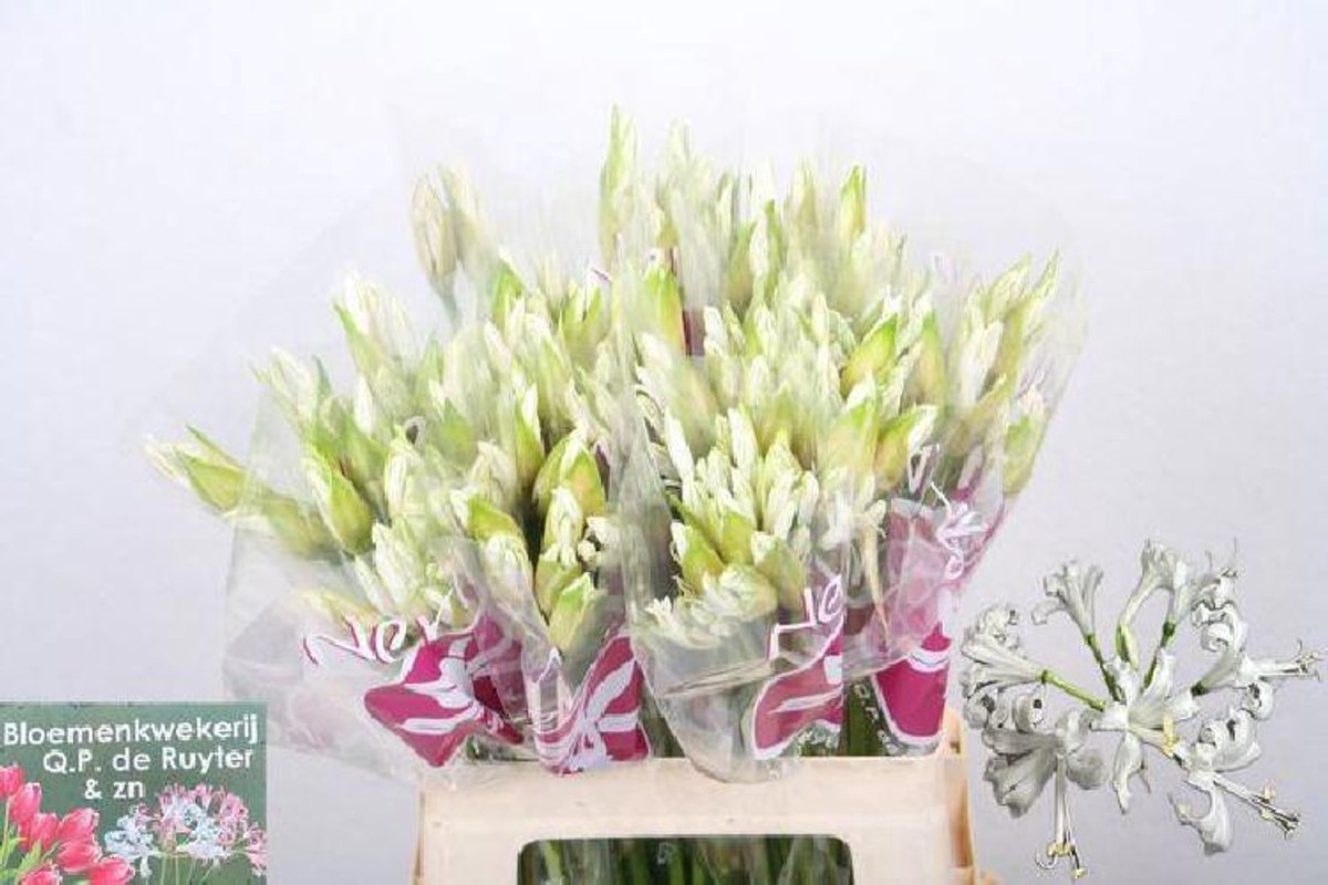 10x Nerine bianca perla 60cm