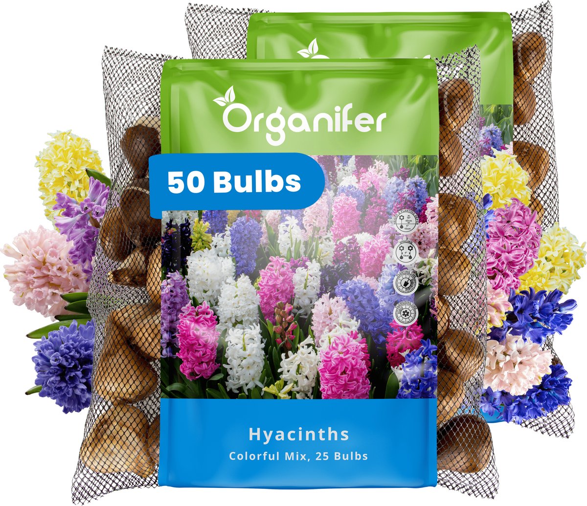 50 Hyacinten - Kleurrijke Mix - XXL Bollengrootte 16/17 cm - Bloembollen - Hyacint - Zomerbollen - Voorjaarsbollen - Trekt vlinders en bijen aan - Vaste planten - Organifer