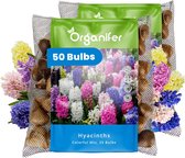 Twee zakken 'Hyacinten Kleurrijke Mix' met 25 XXL-bollen per stuk, omringd door bloemen.