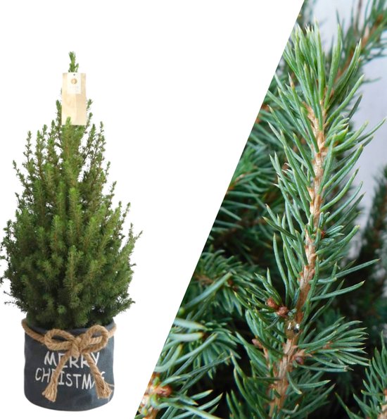 NatureNest - Kerst | Kerstboom in Xmas Bag blauw | 19 cm Ø | 60 cm