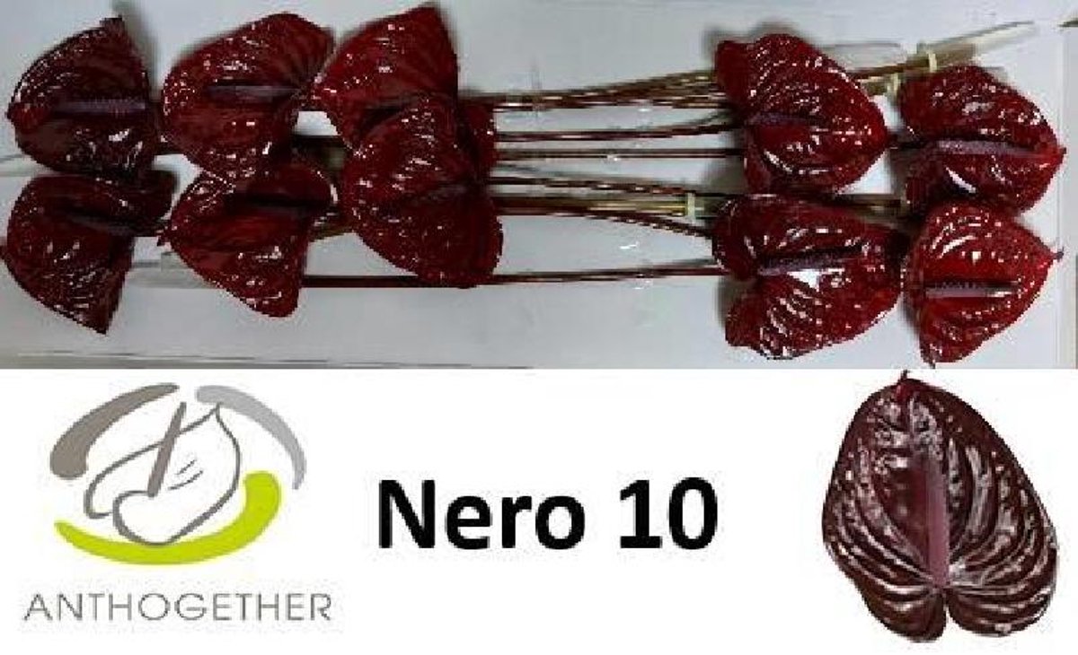 10x Anth.nero 10cm