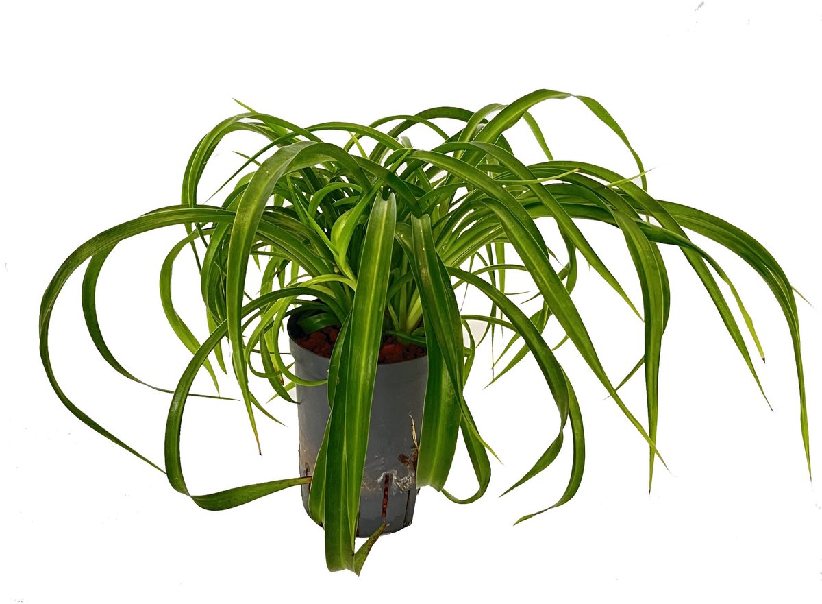 JUNAVERA Chlorophytum Comosum Green Bonnie | In 13 cm Pot
